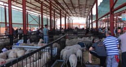 Kula Belediyesi Hayvan Pazarı, 13 Kasım Pazartesi Günü Yeniden Açılıyor